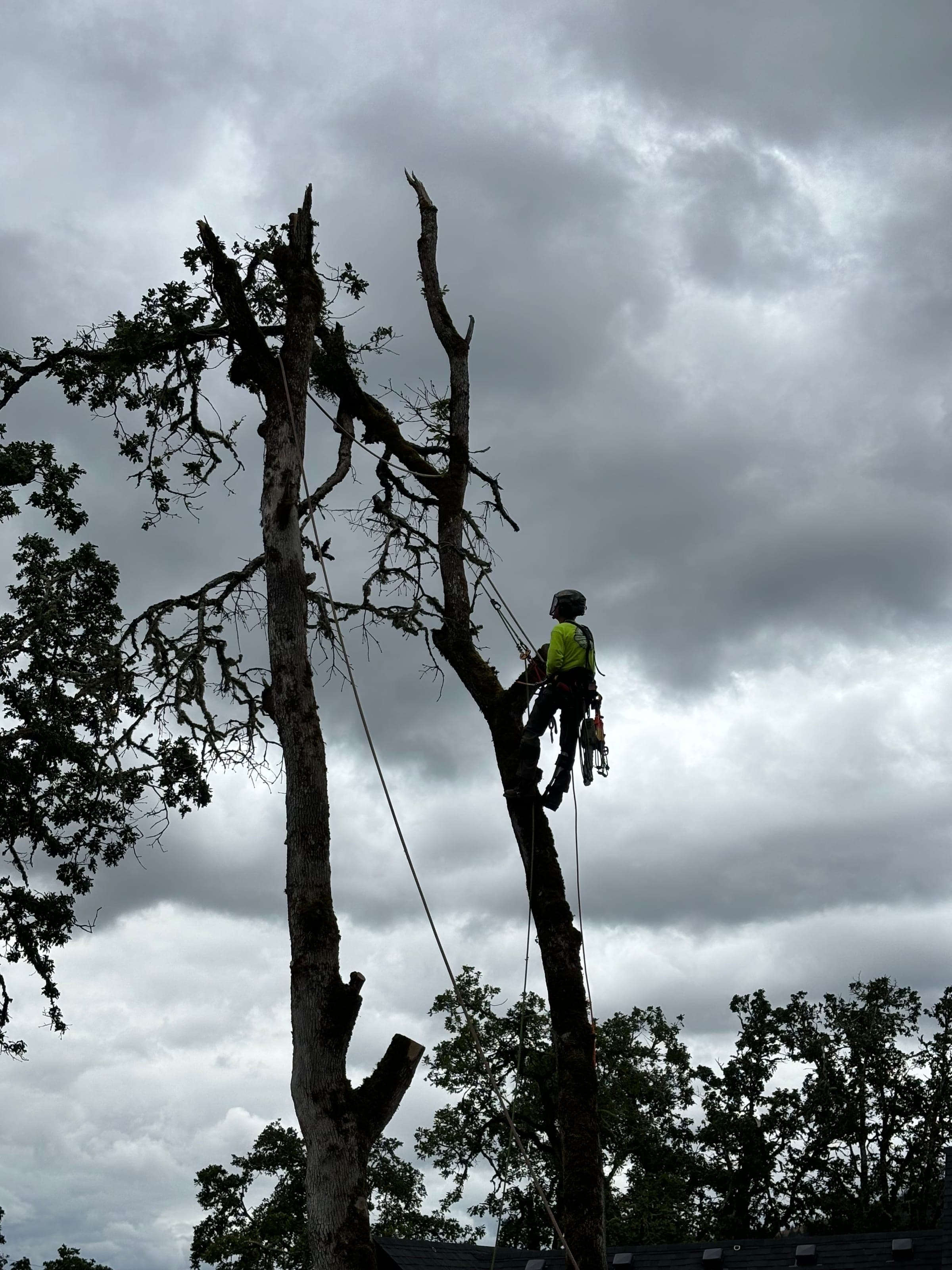 Three Peaks arborist roped into a large tree canopy